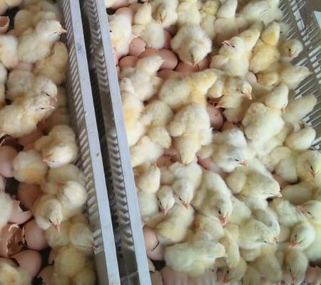 Broiler about us image