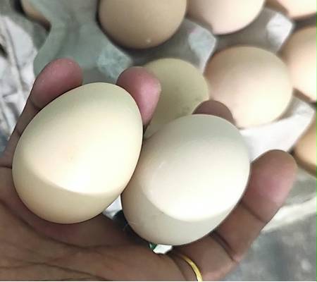 Egg about us image