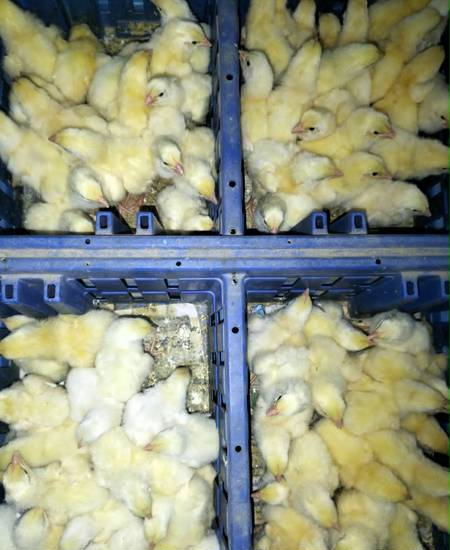 Broiler image
